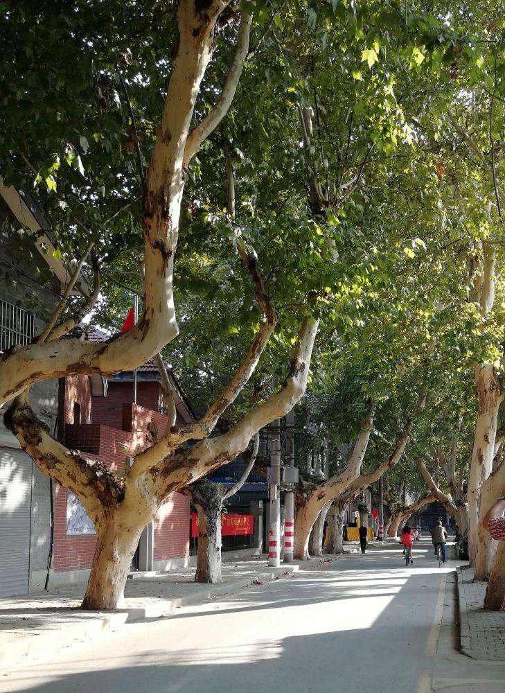 Green avenue in Nanjing, characteristic of the city